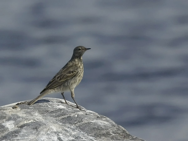 Luotokirvinen, Rock Pipit, Anthus petrosus